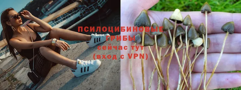 продажа наркотиков  omg ССЫЛКА  Галлюциногенные грибы Magic Shrooms  Белёв 